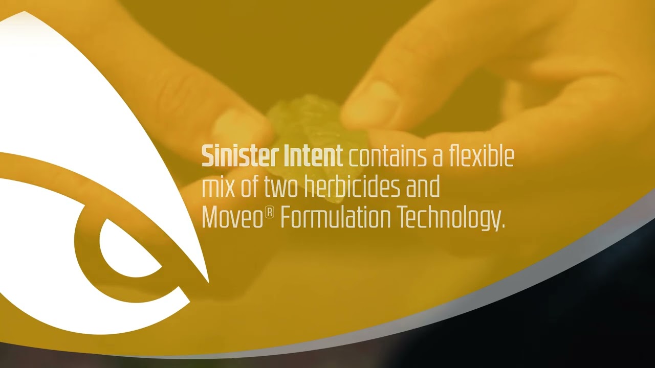 Why Should a Grower Choose Sinister Intent?