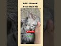Lovely cat videos | American cat lovers | #shorts #viral #america #usa #catshorts #catmoments #funny