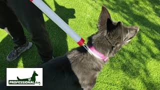 Lazo Captura Y Control Professional Dog