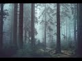Peaceful forest ambience