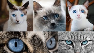 Beyond Beauty: The Enchanting World of Cats with Blue Eyes!