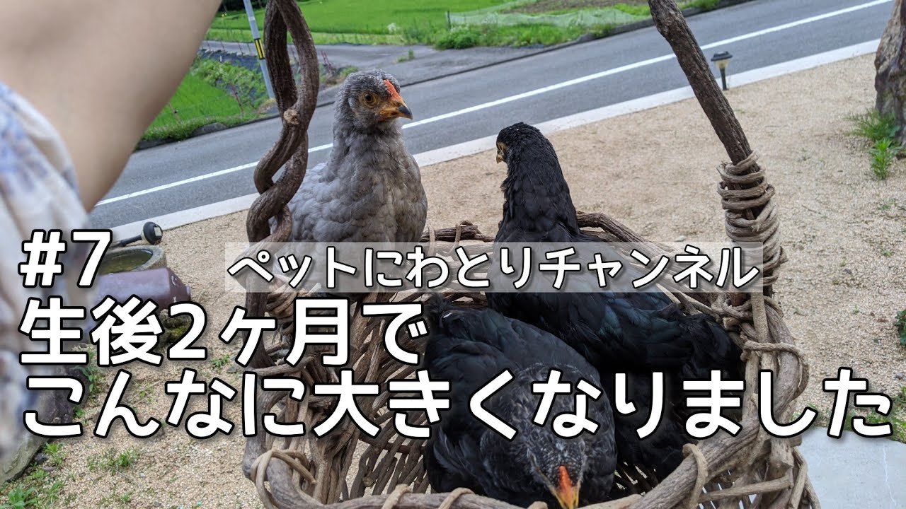 #7世界最大級の鶏ブラマの成長記録 - YouTube