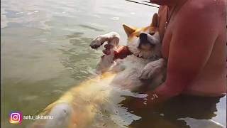 Приставучего Клоуна Кусает Собака (Видео)