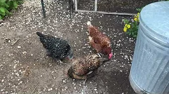 How To Adjust Care As Your Backyard Chickens Age