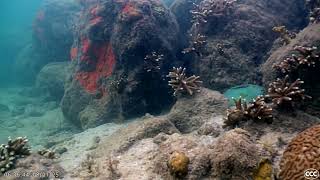 Napping Male Yellowtail Parrotfish (with annoying remora)