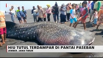 Nelayan Temukan Hiu Tutul Terdampar di Pantai Paseban, Jawa Timur - iNews Malam 31/08