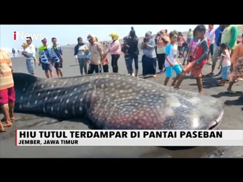 Nelayan Temukan Hiu Tutul Terdampar di Pantai Paseban, Jawa Timur - iNews Malam 31/08