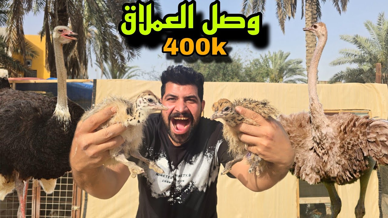 وصول طائر العملاق 😱( النعام)😱