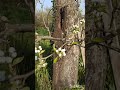 Стрімка жарка весна.... 11.04.2024