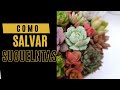 COMO SALVAR O RESCATAR CACTUS Y SUCULENTAS DE LA PUDRICION