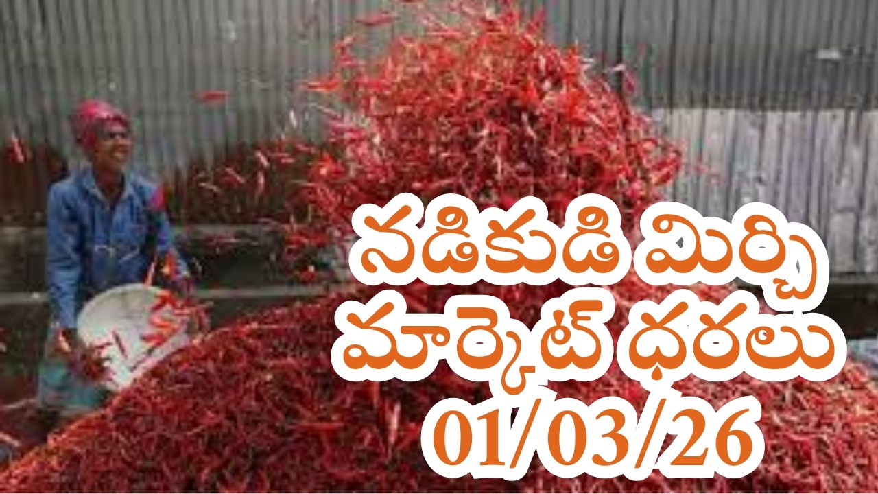 నడికుడి మిర్చి మార్కెట్ ధరలు