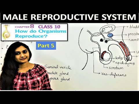 MALE REPRODUCTIVE SYSTEM