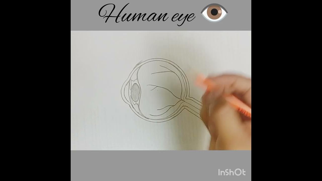 draw A human eye structure 👁️ learn and practice of human eye diagram