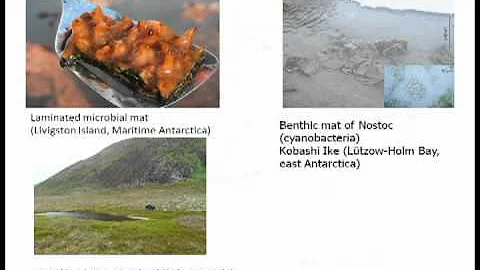 Antarctic Microbial BIOdiversity by Pedro De Carva...