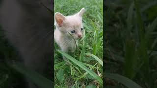 Micro Kitty calls for his friend to find him
