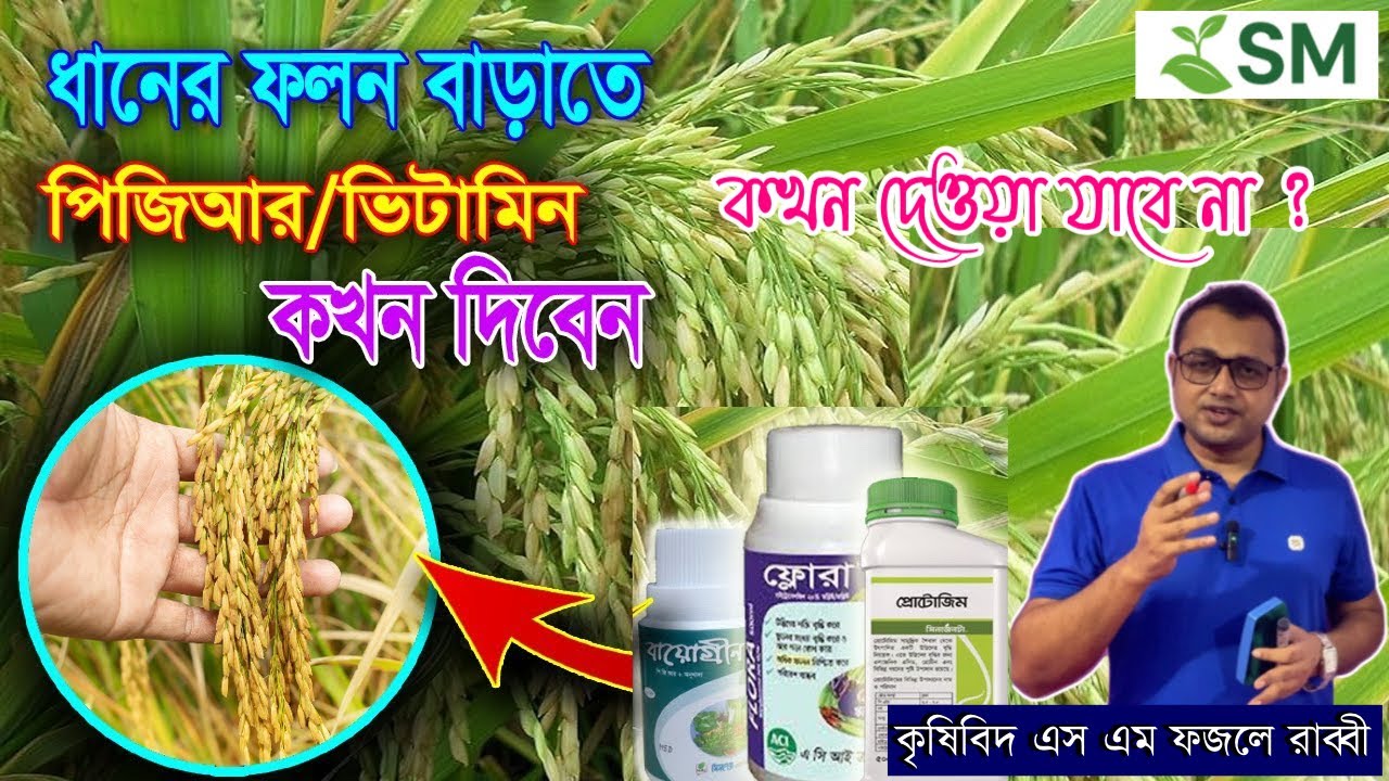 ধানের ফলন বাড়াতে পিজিআর কখন ব্যবহার করবেন ||Best Time to Apply PGR in Rice ||