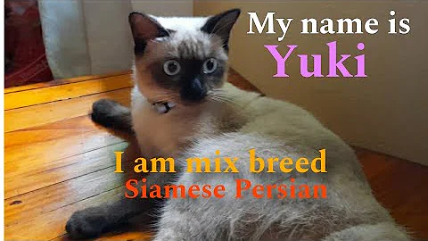 Watch the video about The mix Siamese persian Cat