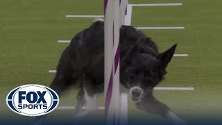 Vanish the Border Collie wins the 16' class in the Masters Agility Championship | Westminster