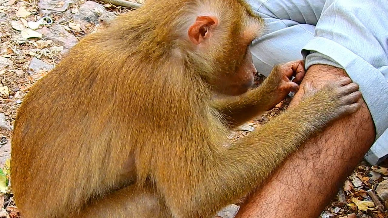 Amazing !! Abandon pigtail girl Chiquita grooming for camera man / Monkey Post