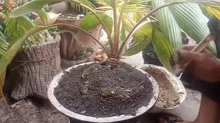 Trik menghindari Akhir MAME bonsai kelapa. pasca lepas batok
