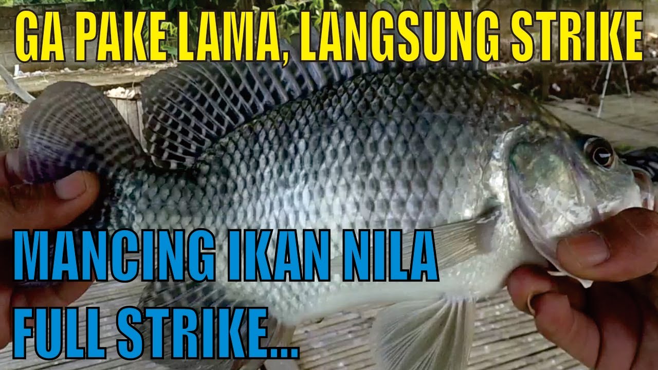 Mancing ikan nila babon | full strike | bonus ikan gurame