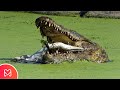 É ASSIM QUE O CROCODILO MATA SUA FOME