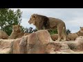 Visite du zoo de beauval et du dme quatorial