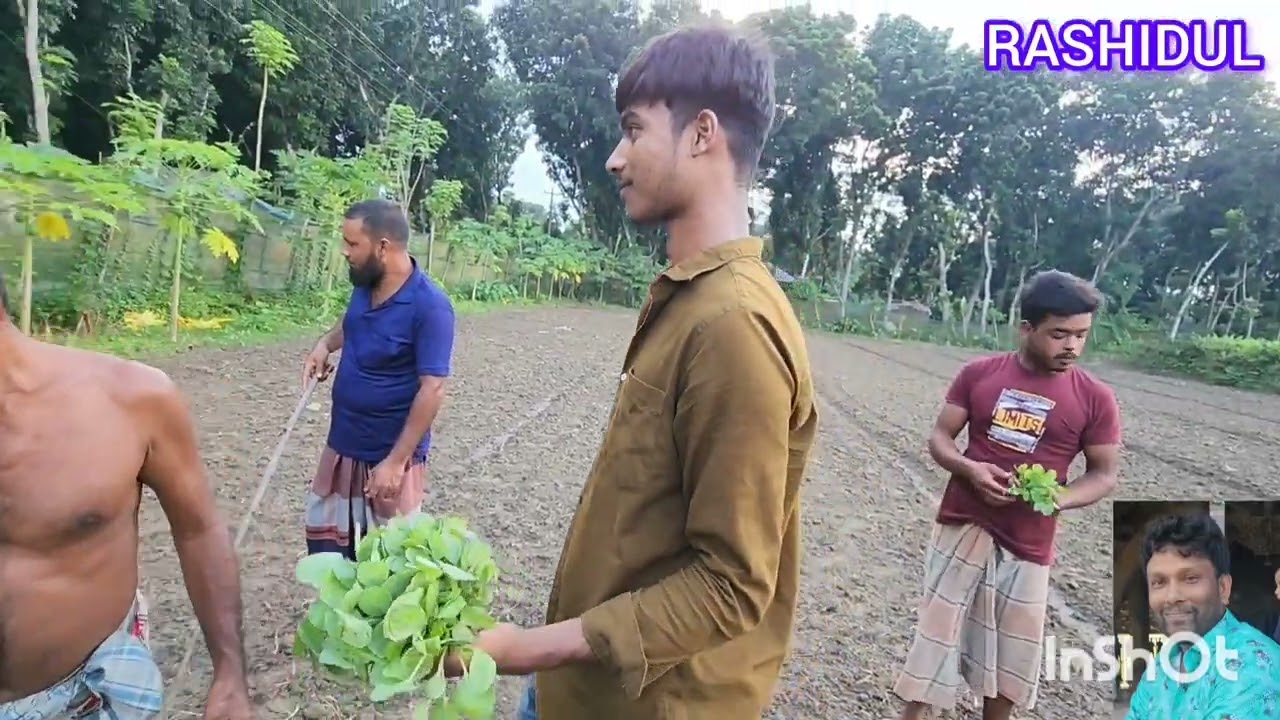 ফুলকপি চারা রোপন পদ্ধতি সময় কাল চলছে 