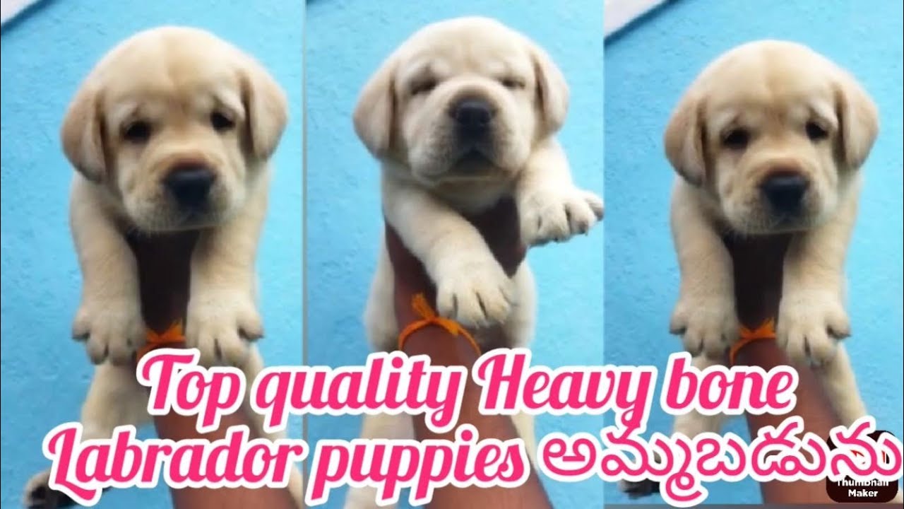 Heavy Bone Lab Heavy bone Labrador puppies for sale|9502887889|hyderabad|dog market in ...