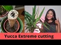 Yucca propagation extreme way  faster growing yucca propagations by cutting the main thick stem