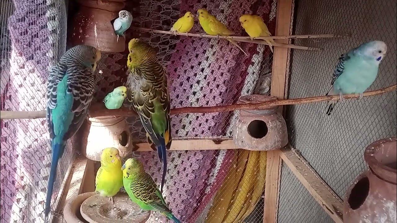 december-12-2023-australian-budgies-price-in-pakistan-rupees-rs-600