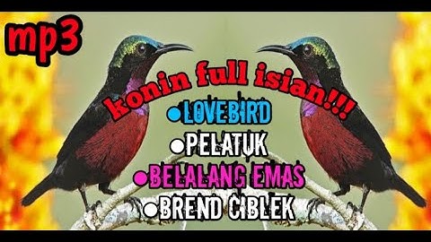 Masteran kolibri ninja full isian‼️love bird,pelatuk,belalang emas,dan brend ciblek.Dijamin ampuh‼️
