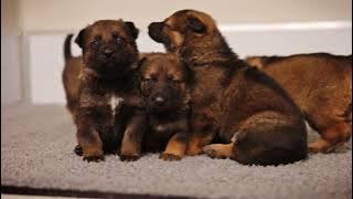 Dog Squad Puppy School S03 Promo