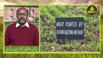 Broadcasting Method in Wheat Production | Wheat Cultivation through broadcasting Methods