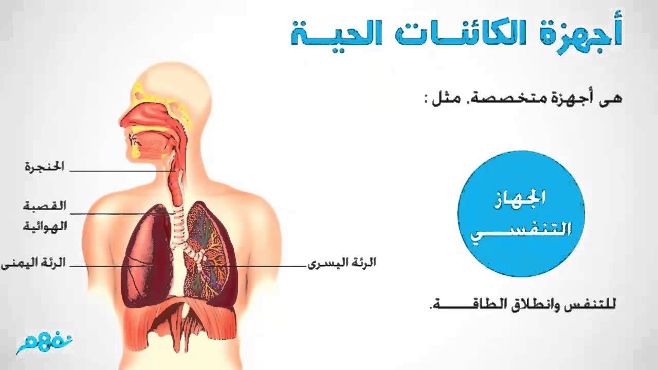 أجهزة جسم الإنسان علوم الصف الرابع الابتدائي ترم ثاني منهج