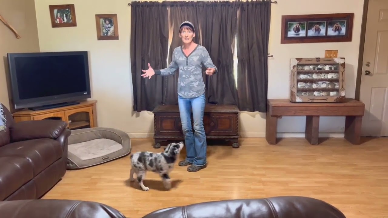 PSR Stockdogs Online Training - Chase Me Recalls