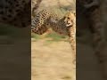 Cheetah-Chase Compilation.Cheetah Speed.Cheetah Running full speed.