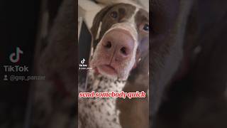 send somebody quick German Shorthaired Pointer GSP... #new #shorts #ytshorts #viral #viralshorts