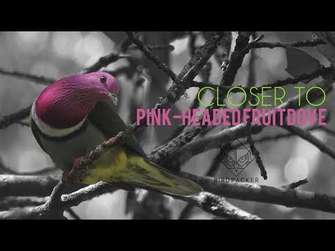 Burung Dara Paling Indah Di Jawa Walik Kepala Ungu Closer To