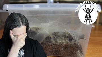 Mold outbreak - Emergency Tarantula Rehousing