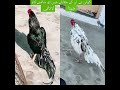 ustad ahmad Ali k murgy ka shoq kran #ustadahmadali #aseelmurga #cheenaaseel #mianwaliaseels #Thai