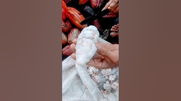 The process of extracting cocoa beans #fyp #viralvideo #shorts