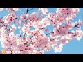 Relaxing Piano Music &amp; Cherry Blossoms • Wind Sounds [  Stress Relief Music, Spa, Meditation, Yoga ]