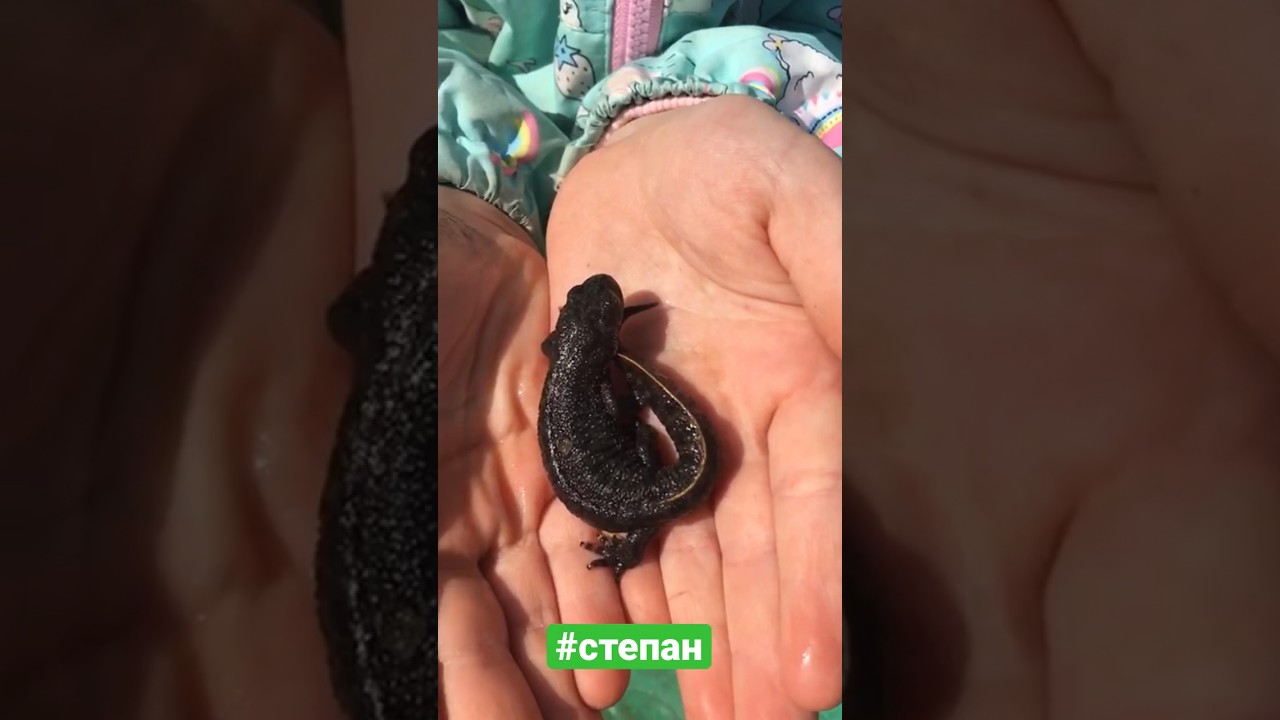 #питомец #дракон #тритон #степан