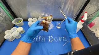 Venus Fly Trap and Begonia Tissue Culture at Home