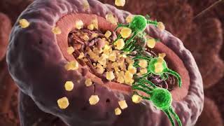 How to Reverse Kidney Damage and Improve Kidney Function Backed by Science