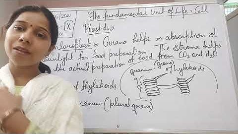 Class IX Science 26 06 2021 by Ms Mridulata upadhyay The fundamental unit of life Cell