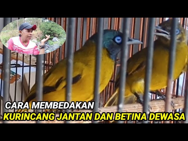 Perbedaan kutilang sutra jantan dan.betina dewasa ll Cara membedakan kurincang jantan dan betina class=