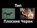 6  Тип Плоские черви - строение (7 класс) - биология, подготовка к ЕГЭ и ОГЭ 2018