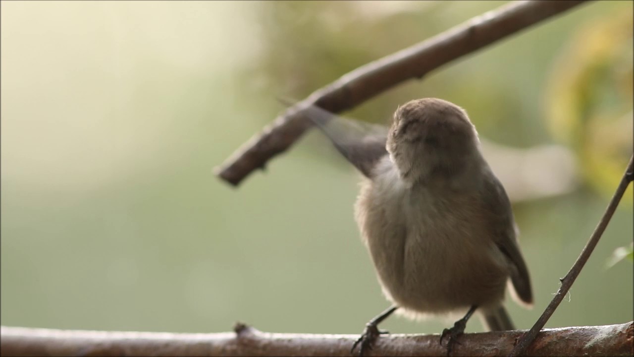 Bushtit visit 